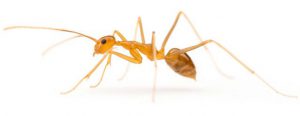Yellow crazy ant blitz in Lismore